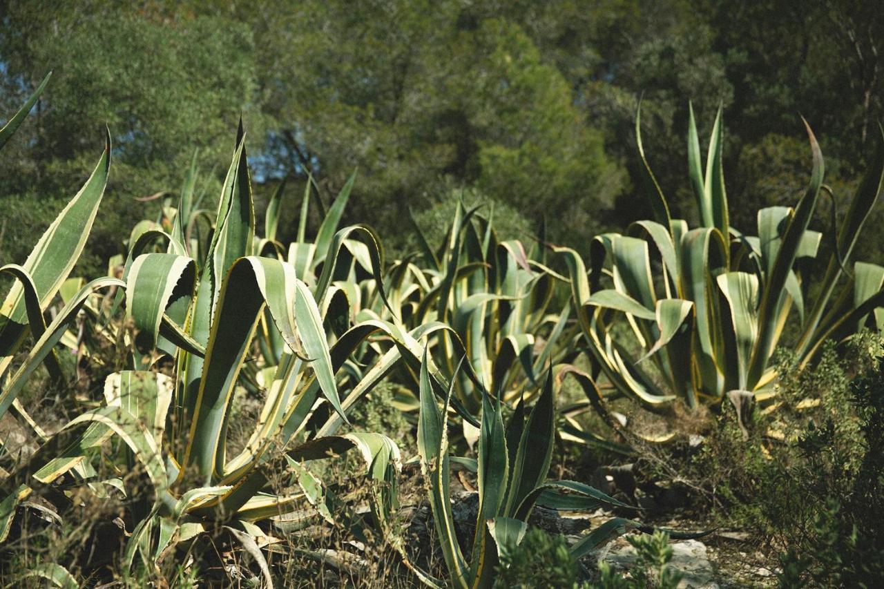 Masia Bartomeu Rural House Between Vineyards 2Km From The Beach El Vendrell Luaran gambar