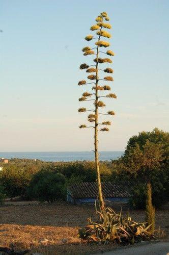 Masia Bartomeu Rural House Between Vineyards 2Km From The Beach El Vendrell Luaran gambar