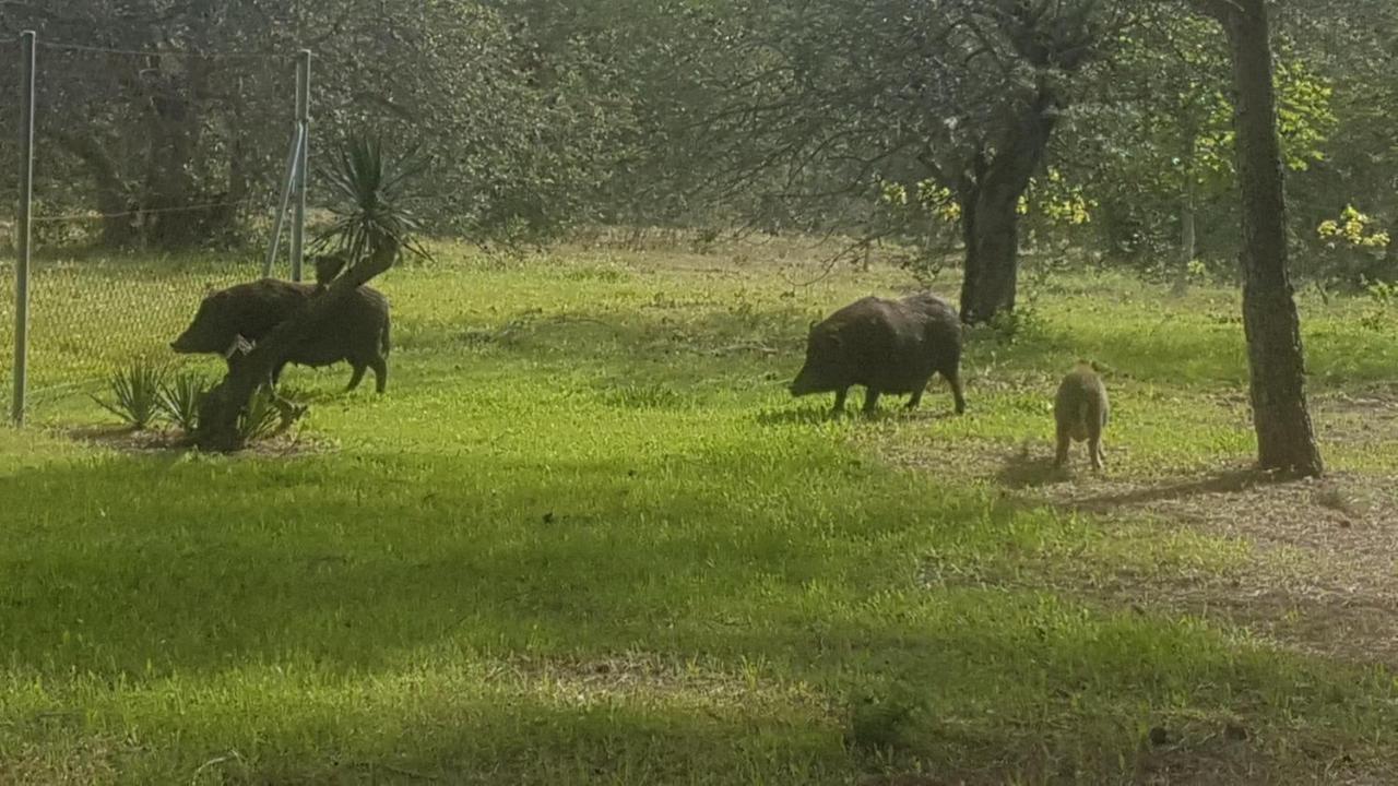 Masia Bartomeu Rural House Between Vineyards 2Km From The Beach El Vendrell Luaran gambar